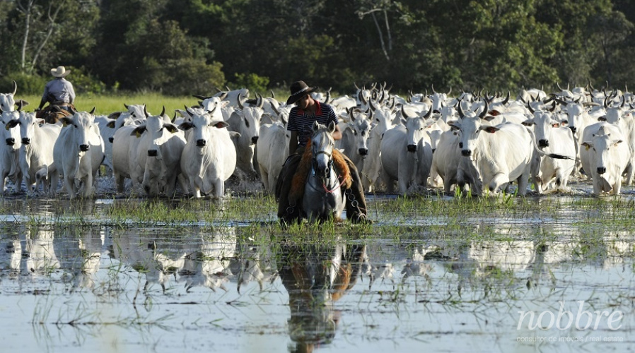 Fazenda para vender no Pantanal - Mato Grosso